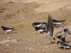 Delichon urbicum
