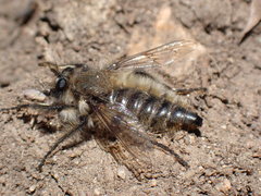 Grypoctonus