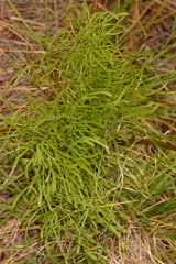 Psacalium decompositum