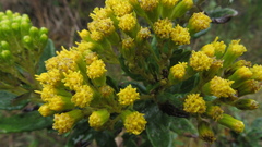 Monticalia andicola