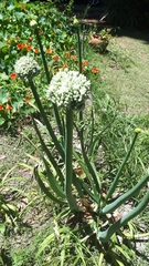 Allium cepa cepa