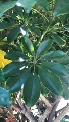 Heptapleurum arboricola