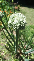 Allium cepa cepa