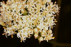 Psacalium decompositum