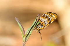 Byblia anvatara anvatara