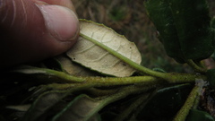 Monticalia andicola