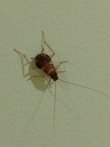 Photo of Brown-banded Cockroach (Supella longipalpa)