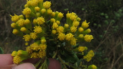 Monticalia andicola