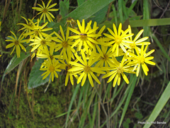 Senecio rufiglandulosus