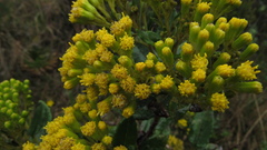 Monticalia andicola