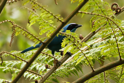 Cyanolyca turcosa