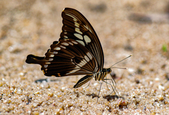Papilio constantinus constantinus