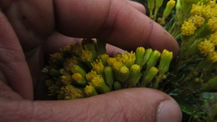 Monticalia andicola