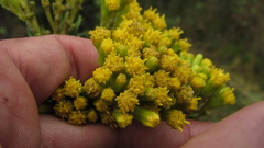 Monticalia andicola