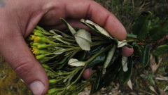 Monticalia andicola