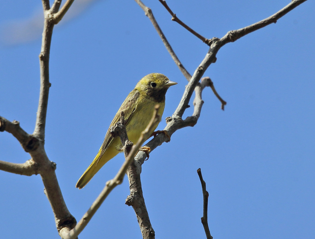 Hooded × Northern Yellow Warbler