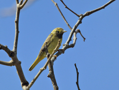Setophaga citrina × petechia