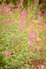 Salvia lemmonii