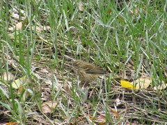 Anthus pratensis