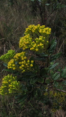 Monticalia andicola