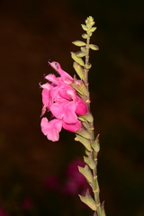 Salvia lemmonii