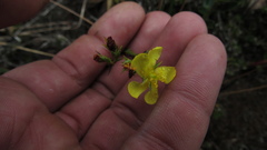 Hypericum strictum
