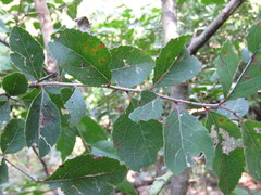 Xylosma flexuosa