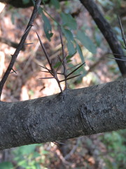 Xylosma flexuosa