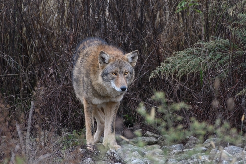 Coyote photographed in Pennsylvania