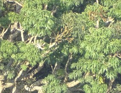 Cussonia sphaerocephala