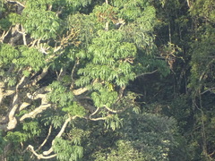 Cussonia sphaerocephala