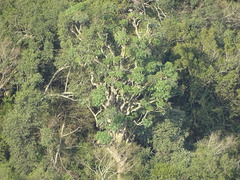 Cussonia sphaerocephala