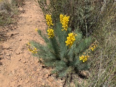 Lebeckia sepiaria
