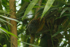 Drymophila striaticeps