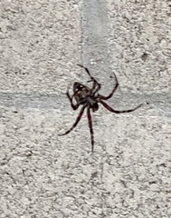 Neoscona oaxacensis