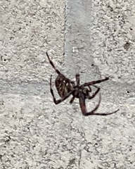Neoscona oaxacensis