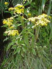 Senecio rufiglandulosus
