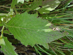 Senecio rufiglandulosus