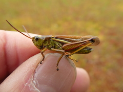 Stethophyma lineatum