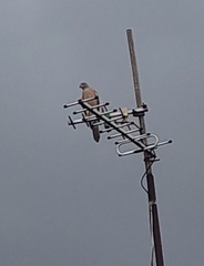 Accipiter badius