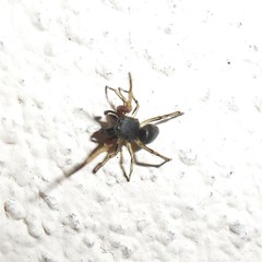 Zygoballus gracilipes