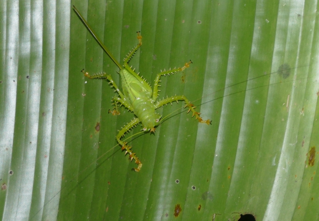 Spiny Devil Katydid