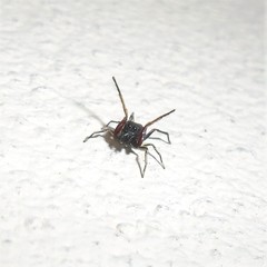 Zygoballus gracilipes