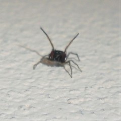 Zygoballus gracilipes