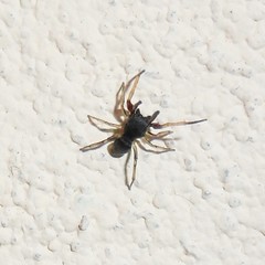 Zygoballus gracilipes