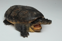 Claudius angustatus