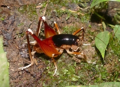 Apotetamenus amazonae