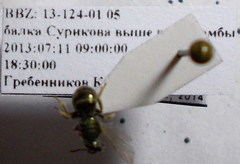 Halictus tumulorum