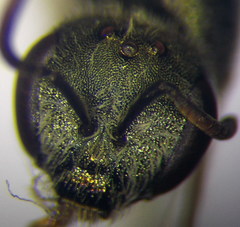 Halictus tumulorum