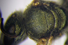 Halictus tumulorum